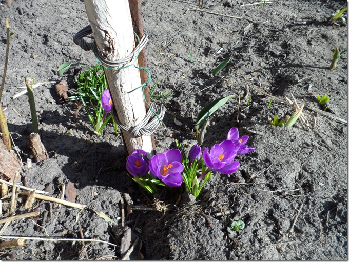 крокуси